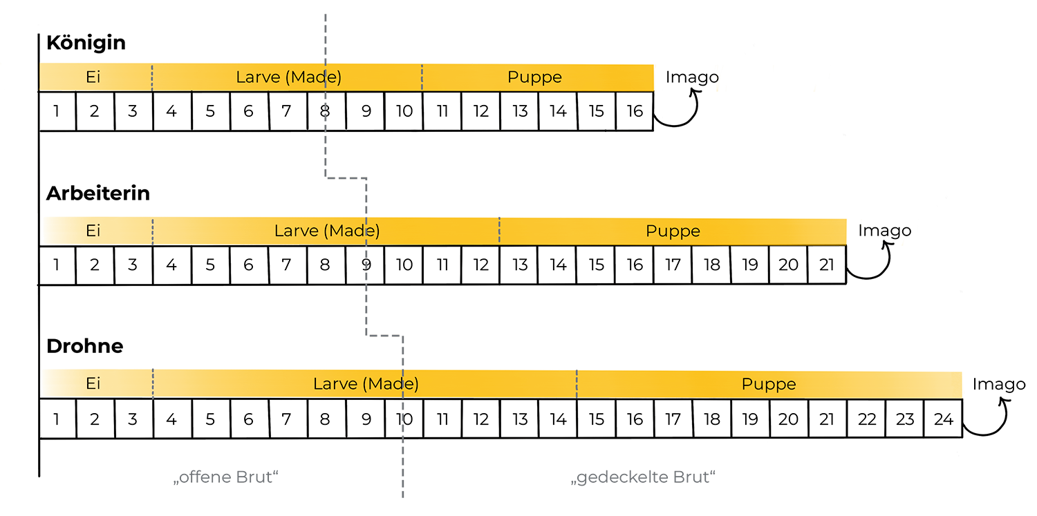 Entwicklungszeiten Biene
