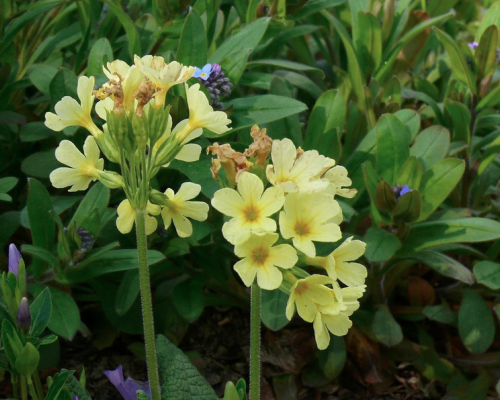 Schlüsselblumen