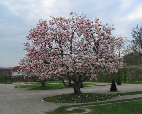 Magnolie