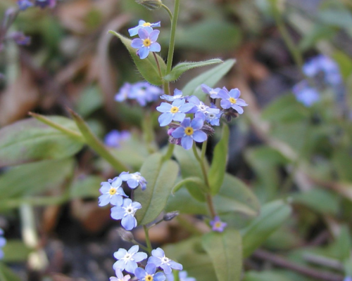Vergissmeinicht